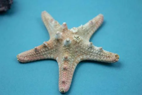 Travel Shells Background Stock Photos