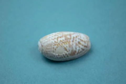 Travel Shells Background Stock Photos