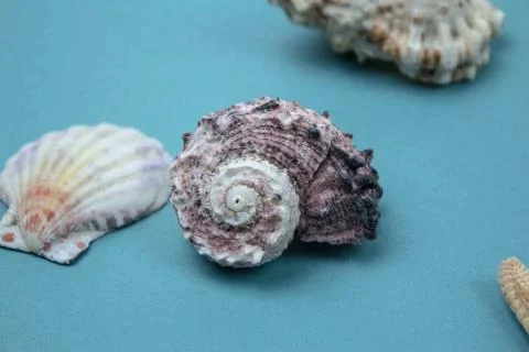 Travel Shells Background Stock Photos
