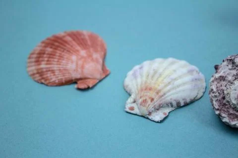 Travel Shells Background Stock Photos