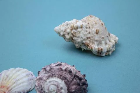 Travel Shells Background Stock Photos