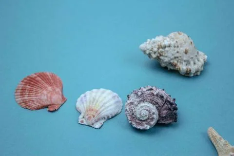 Travel Shells Background Stock Photos