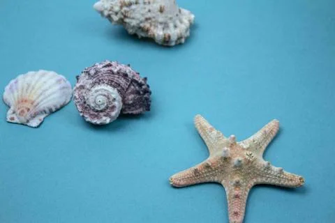 Travel Shells Background Stock Photos