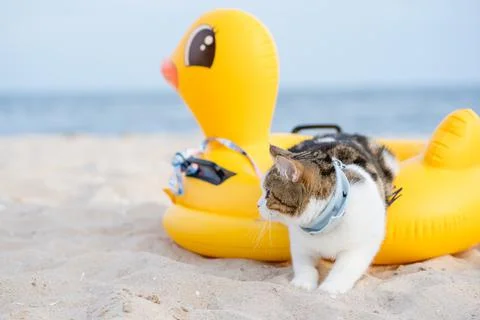Travel in thailand trip with cat sit on duck rubber ring on sand beach Stock Photos