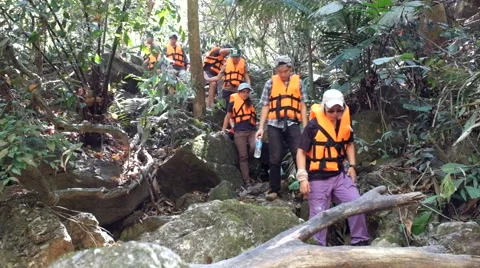 Travel through a forest Stock Footage 48163944