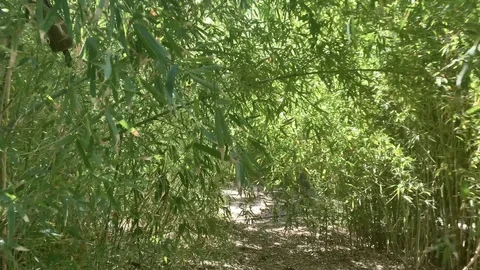 Travel through the forest Stock Footage 127546861