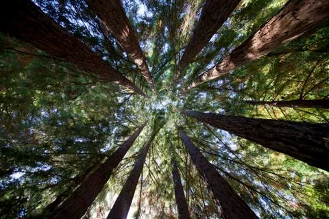 Travel tree landscape
