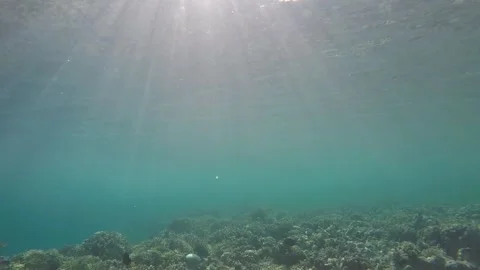 TRAVEL UNDERWATER WITH SUNRAYS, FISHES and CORALS Stock Footage