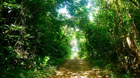 Travel Video Walking view While hiking in the fresh rainforest or tropical fo Stock Footage 91057764