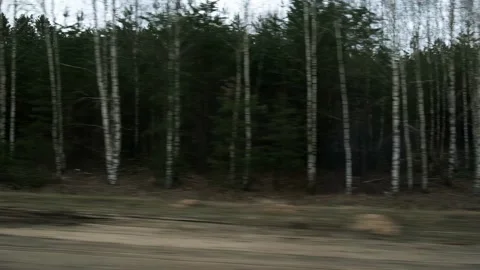 Travel, view from the car window, birch grove, dense forest in early spring Stock Footage 237240158