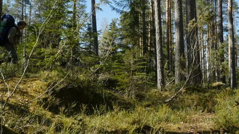 Traveler with backpack in the forest. Young backpacker walking in the forest Stockbeeldmateriaal 107975782