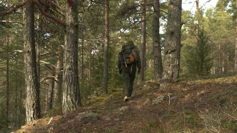 A traveler with a backpack walks down a path in the coniferous forest. View from Video stock 237709067