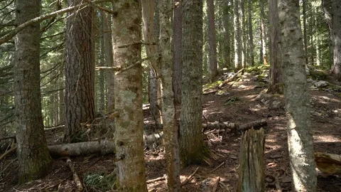 Traveler with a backpack walks through the forest 動画素材 75871858