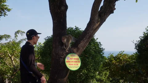 Traveler Interacting with Macaque Monkey at Linh Ung Pagoda Stock Footage 340044950