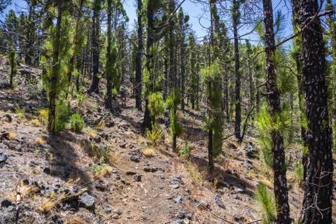 Traveler rises uphill through a charred forest Stock Photos