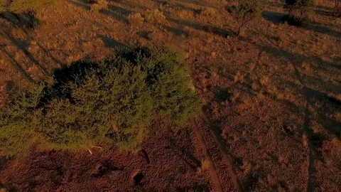 Travelers go on an off-road car on a safari at sunset. Stock Footage
