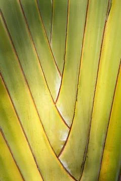 Travelers palm tree pattern background Foto stock