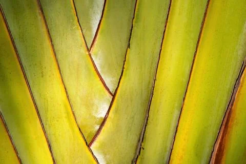 Travelers palm tree pattern background Stock Photos