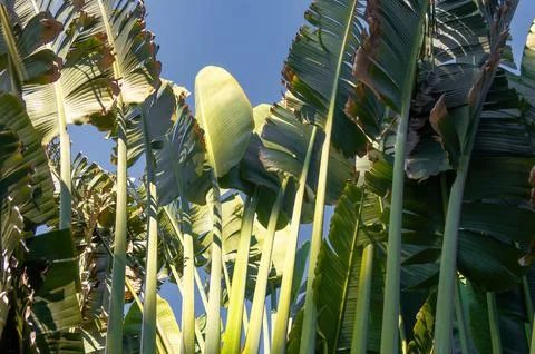 Travelers palm tree pattern background Foto stock