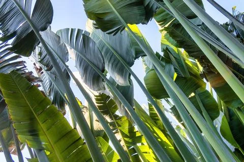 Travelers palm tree pattern background Stock Photos