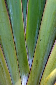 Travelers palm tree pattern background Foto stock