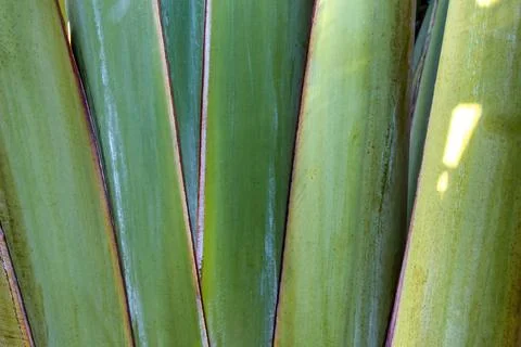 Travelers palm tree pattern background Stock Photos