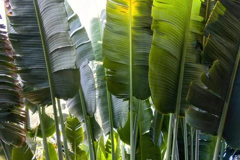 Travelers palm tree pattern background Stock Photos
