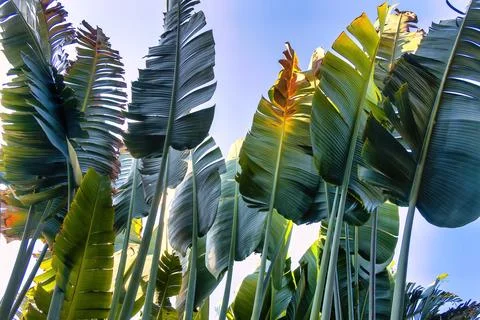 Travelers palm tree pattern background Stock Photos