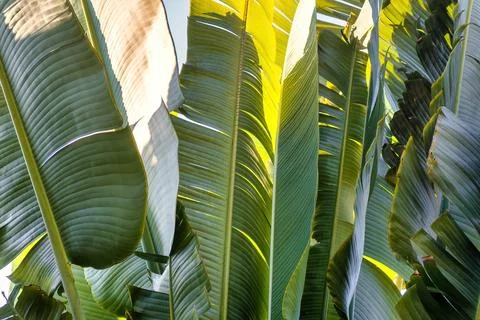 Travelers palm tree pattern background Stock Photos