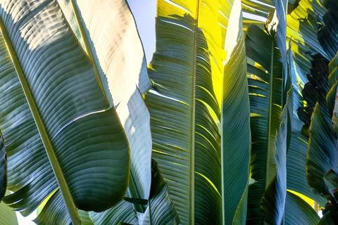 Travelers palm tree pattern background Stock Photos