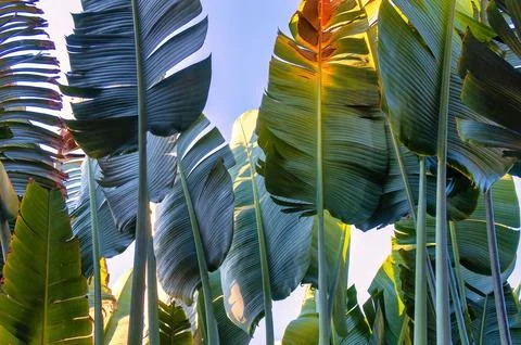 Travelers palm tree pattern background Foto stock