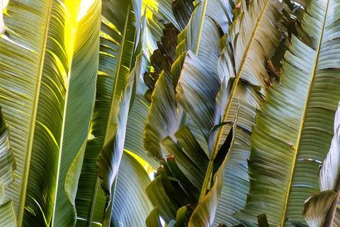 Travelers palm tree pattern background Stock Photos