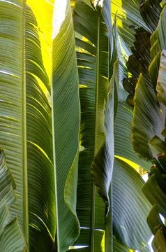 Travelers palm tree pattern background Foto stock