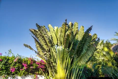 Travelers palm tree pattern background Foto stock