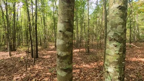 Traveling between trees in the forest in the southern fall Stock Footage 142022280