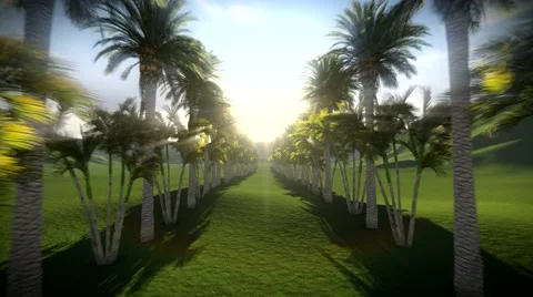 Traveling in between two rows of tropical palms Stockbeeldmateriaal 41651404