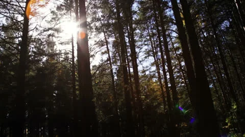 Traveling in a dark forest Stock Footage 22706728