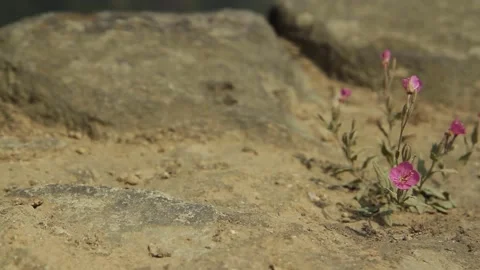 Traveling, flowers between stone, Machu Picchu, Cusco, Peru Stock Footage 130462995