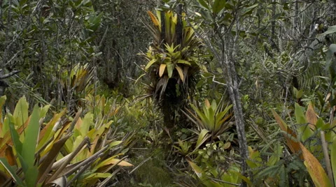 Traveling in the forest Stock Footage 52413040