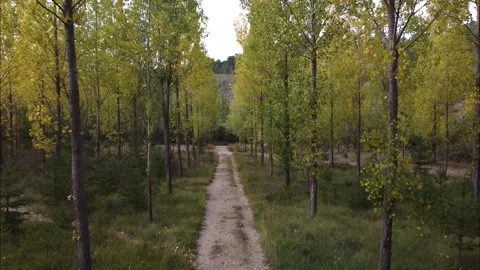 Traveling in a forest Stock Footage 139959536