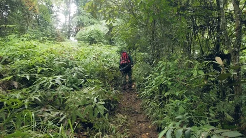 Traveling man with backpack walking on path in tropical forest while travel in Stock Footage 107636786