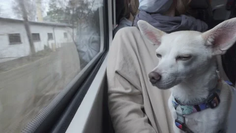 Traveling with pet Stock Footage 153620917