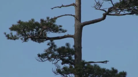 Traveling with a pine Stock Footage 140915076