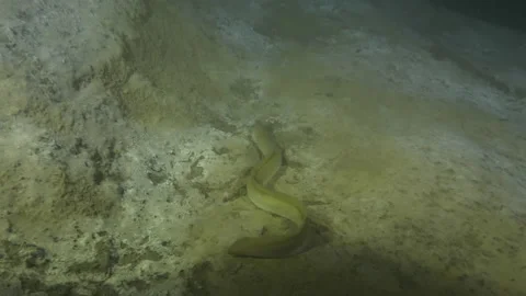 Traveling shot on eel between two rocks on the lake bottom, Albano Lake, Italy Stock Footage 224048570