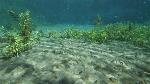 Traveling shot on sandy bottom bubbling with plants,fishes and bubbles ascending Stock Footage 227142980