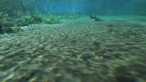 Traveling shot on sandy bottom bubbling with plants fishes and bubbles ascending Stock Footage 227198307