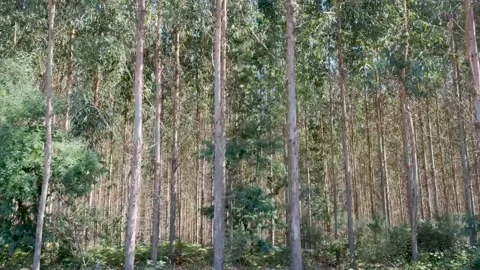 Traveling side of eucalyptus forest Stock Footage 138649573