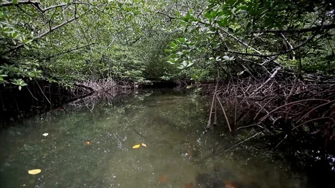 Traveling up a stream into a pristine mangrove forest on Lampi Island, Myanmar Video stock 120977259