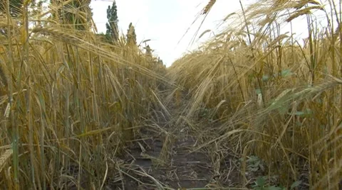 Traveling Through Field of Rye Stockbeeldmateriaal 7737564