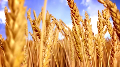 Traveling Through a Field of Wheat Stock Footage 49486355